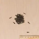 Fleurs - Dahlia Unwin Varié - MEDIA_3D